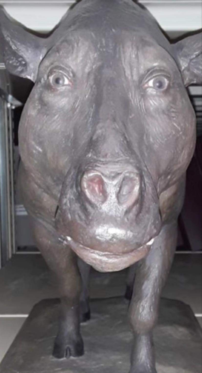 Was für ein Tier ist das? (Tiere, Biologie, Wildtiere)