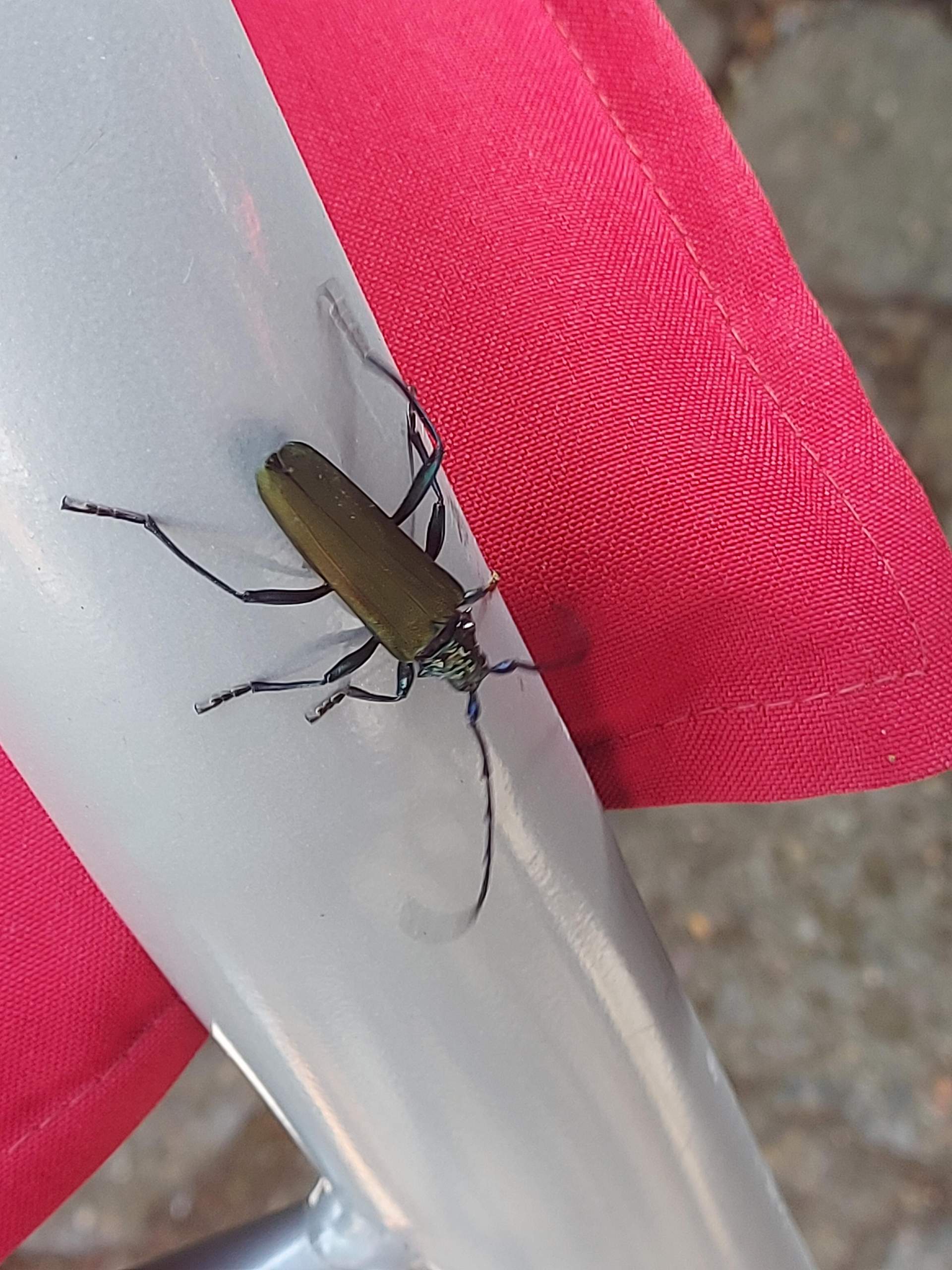 Was für ein Tier ist das? (Tiere, Biologie, Insekten)