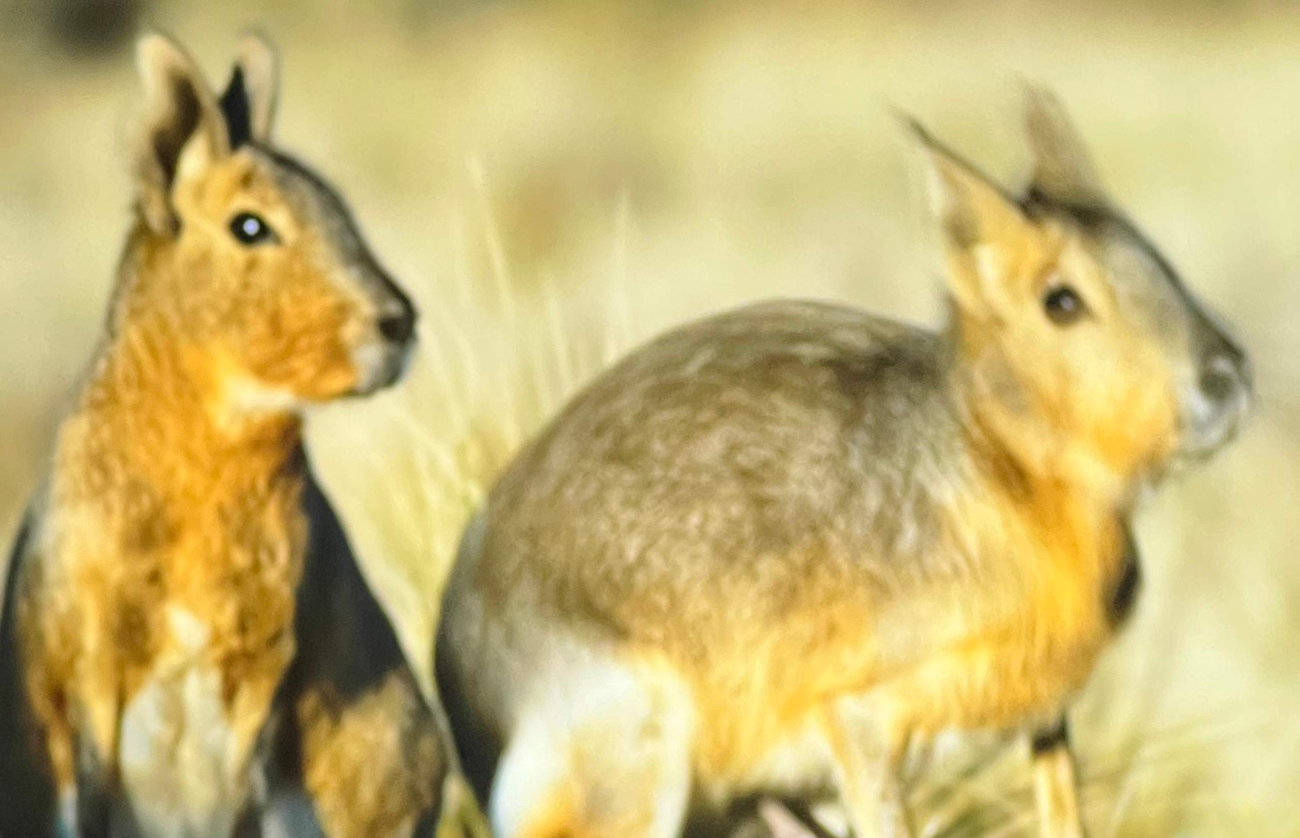 Was für ein Tier ist das? (Biologie, Maus, Wildtiere)