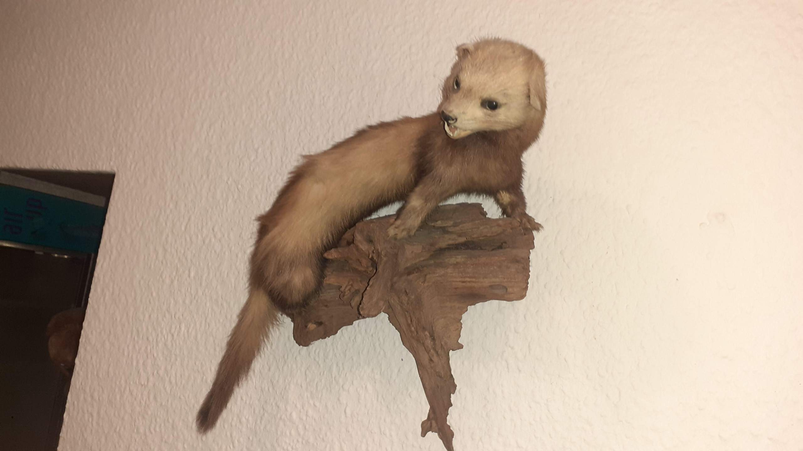 Was für ein Tier ist das?? (Wildtiere, Jäger)