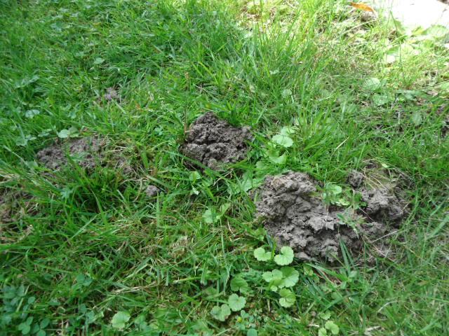 Was für ein Tier ist das? Erde hochwühlen... (Tiere)