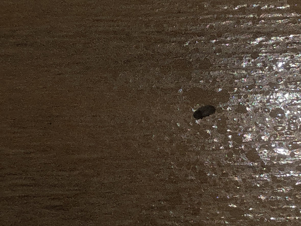 Was für ein Tier ist das in meinem Schlafzimmer? (Haushalt, Hygiene, Käfer)