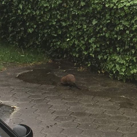 ????? - (Tiere, Haustiere, Lebewesen)