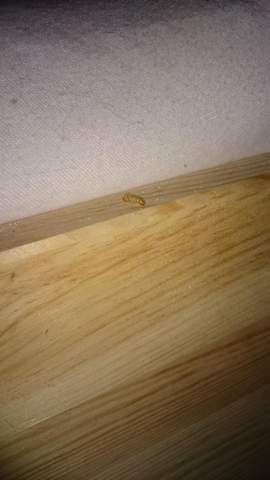- (Tiere, Insekten, fliegen)