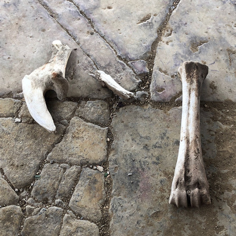 Bild vom Knochen - (Tiere, Knochen)