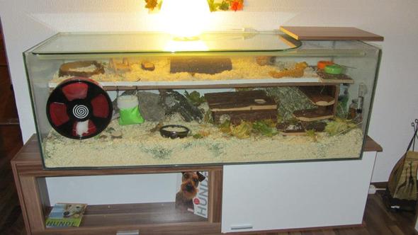 Mein Hamster  - (Tiere, Haltung, Terrarium)