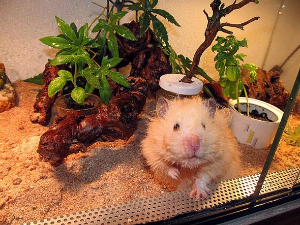 Mein Hamster in dem Terrarium viel Sand zum Spielen :) - (Tiere, Haltung, Terrarium)