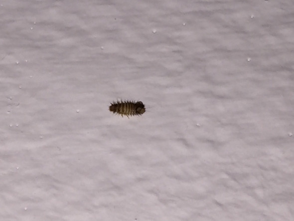 - (Insekten, Ungeziefer)