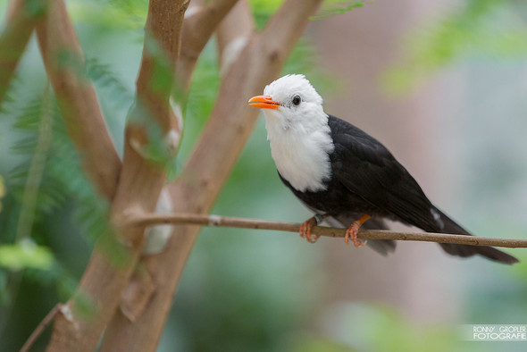 Welcher Vogel? - (Tiere, Vögel)
