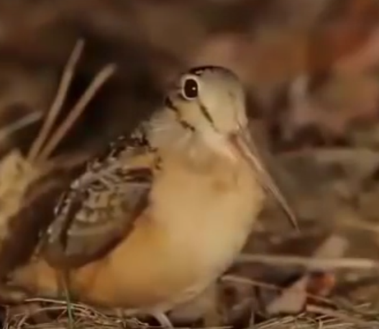 Unbekannter Schlingel - (Tiere, Natur, Vögel)
