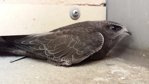 Vogel - (Tiere, Vögel)