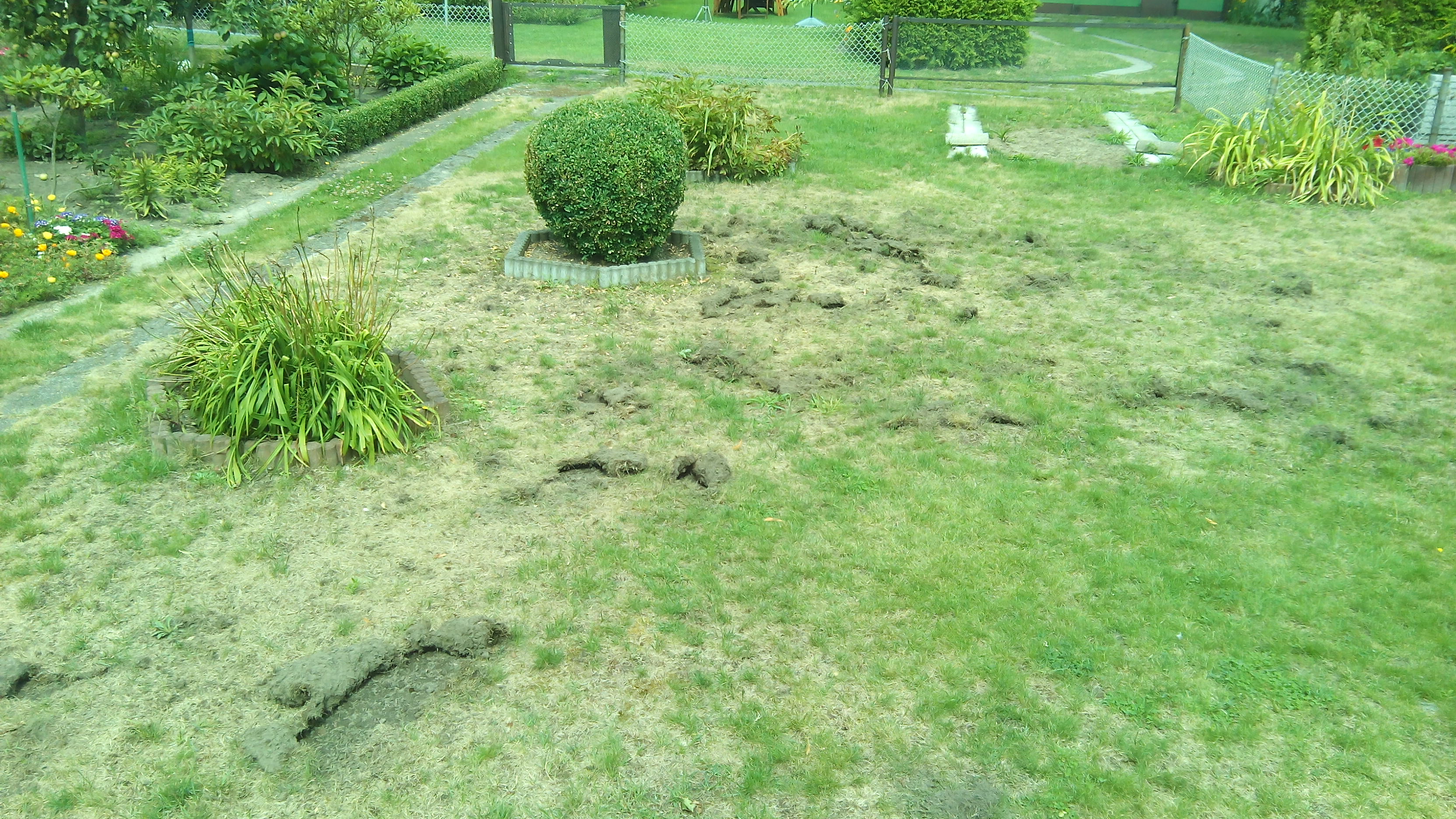 Was für ein Vogel oder ein Tier totall beschädigt mein Rasen? Wer hat