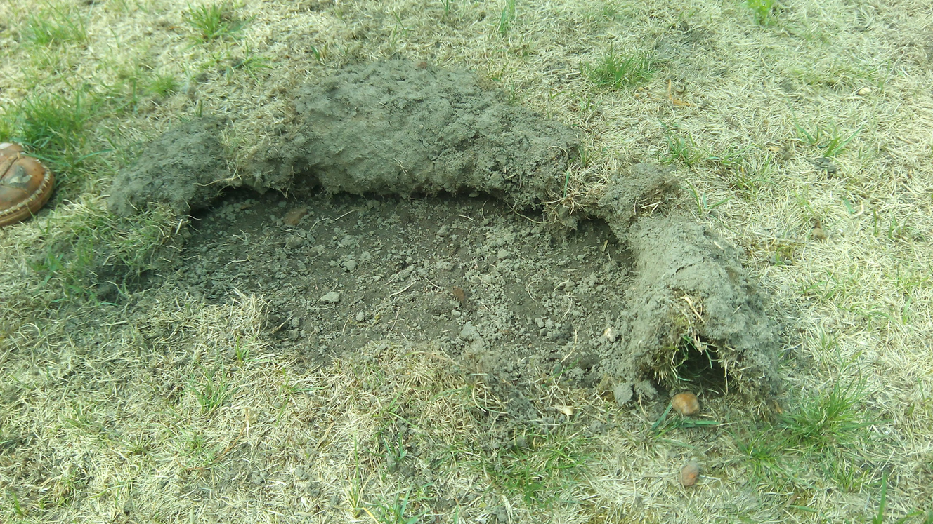 Was für ein Vogel oder ein Tier totall beschädigt mein Rasen? Wer hat