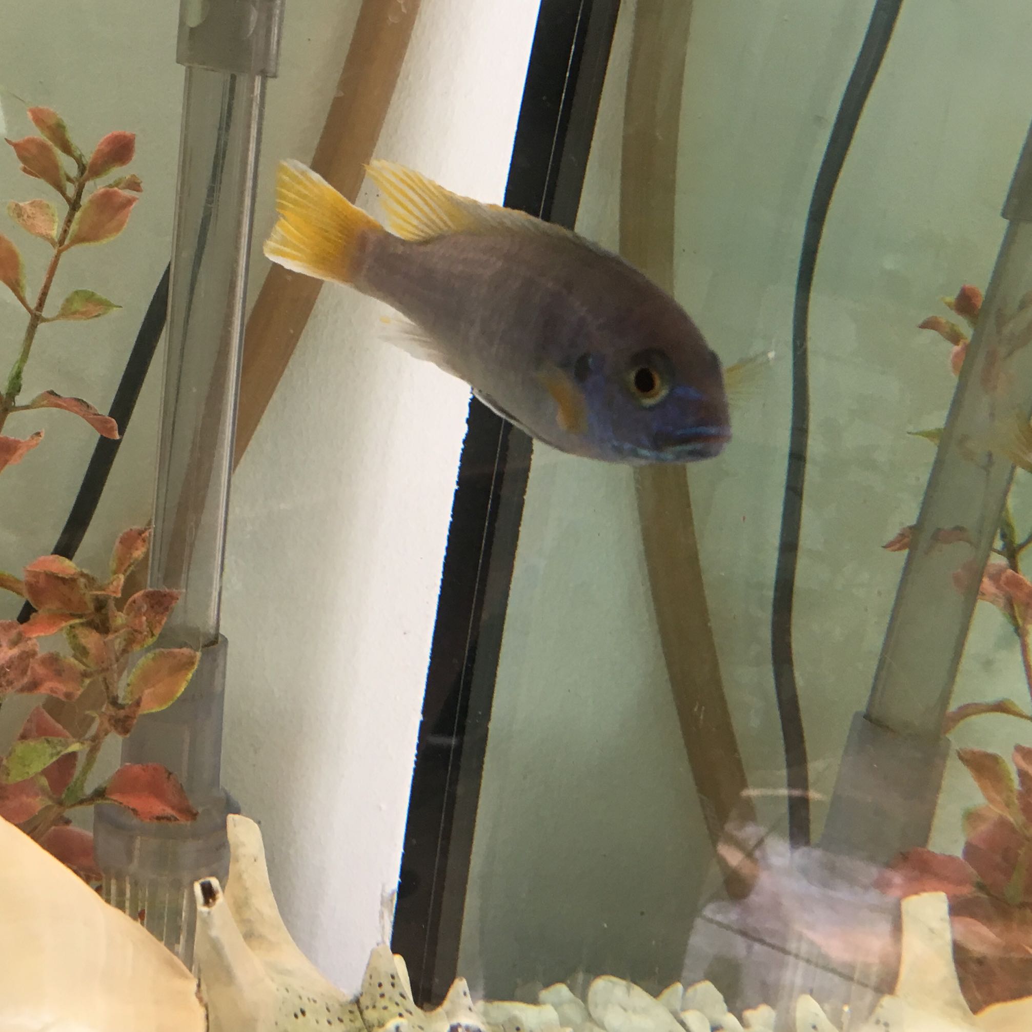 Was für eine Art barsch ist dieser Fisch? (Fische, Aquarium, Barsche)