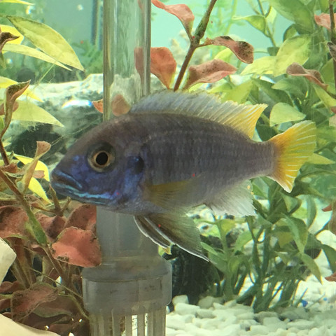 Was für eine Art barsch ist dieser Fisch? (Fische, Aquarium, Barsche)