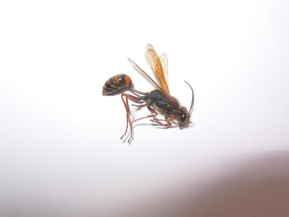 Bild 1 - (Insekten, Art, Bienen)