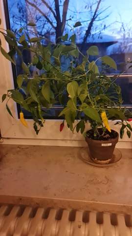 was für eine art chilli ist die pflanze?