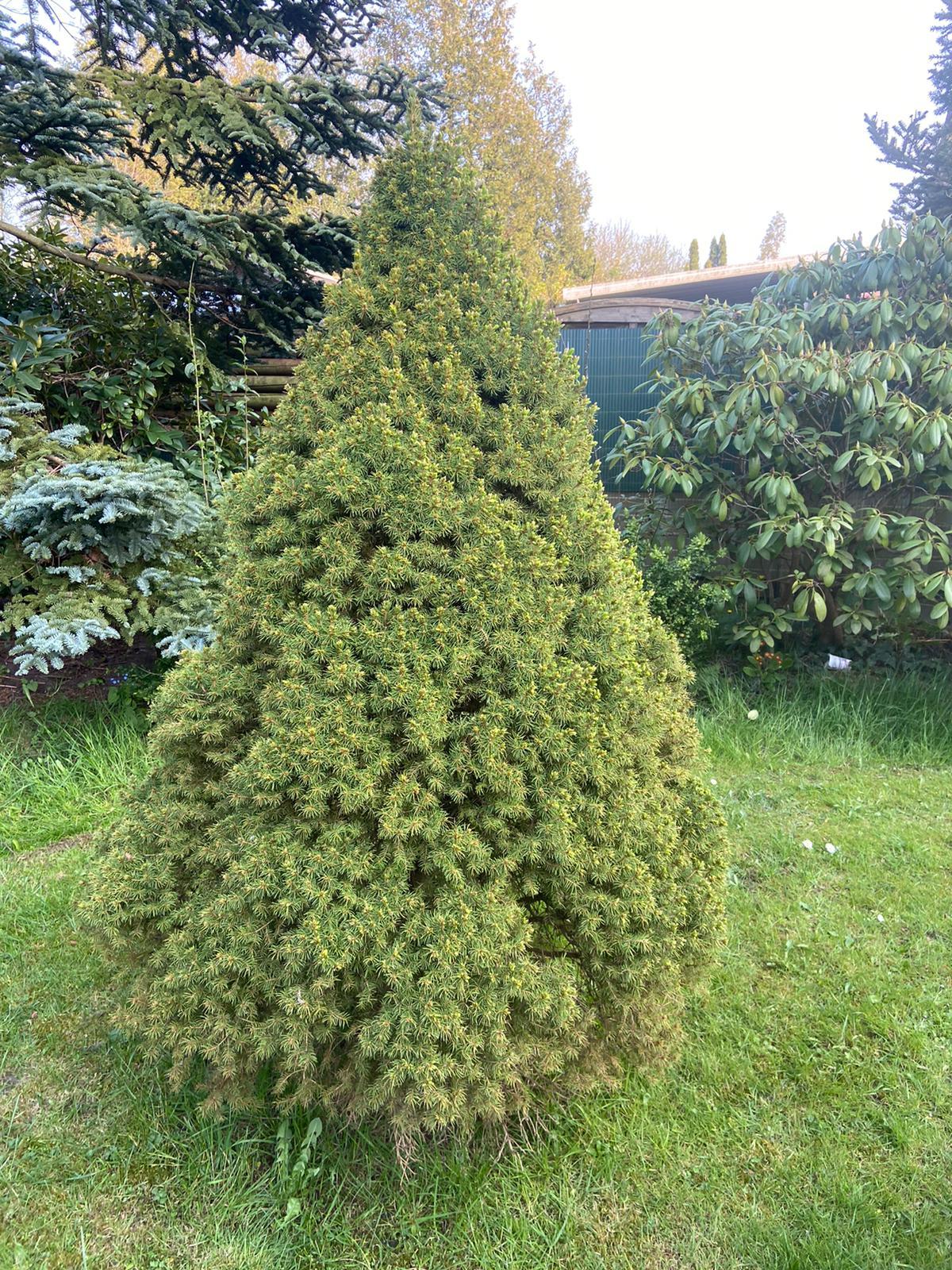 Was für eine Art von Nadelbaum ist das? (Garten)