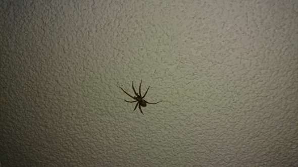 Was Fur Eine Art Von Spinne Ist Das An Der Wand Tiere Spinnen Spinnenart Was Fur Eine Art Von Spinne Ist Das An Der Wand Tiere Spinnen Spinnenart