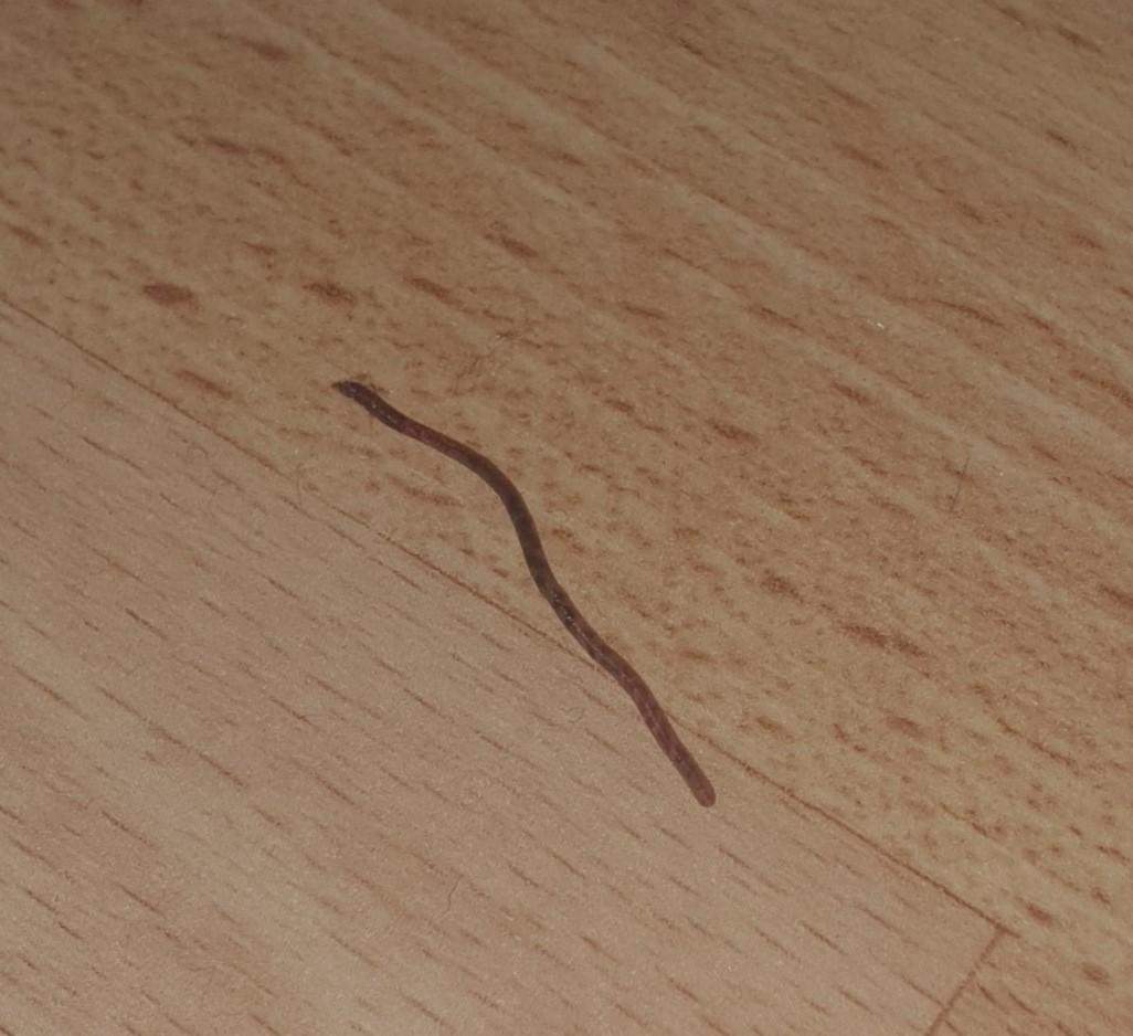 Was für eine Art Wurm ist das? (Würmer, Pflanzenschädlinge)