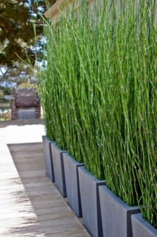 Was für eine Bambus-Art ist das? - (Pflanzen, Garten)