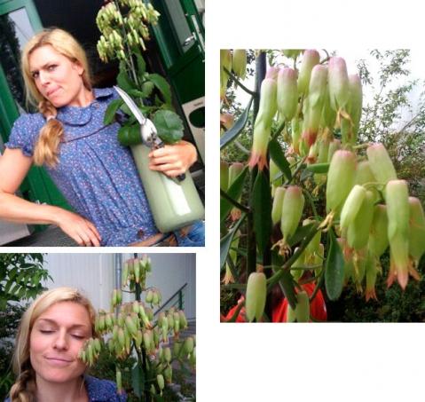 - (Garten, Pflanzen, Blumen)