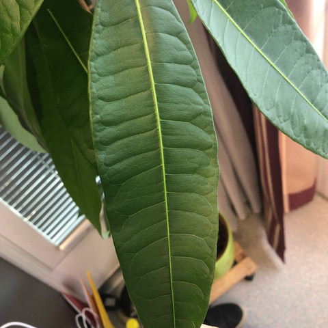 Das Muster der Blätter
Danke für die Hilfe  - (Pflanzen, Zimmerpflanzen, Büropflanze)