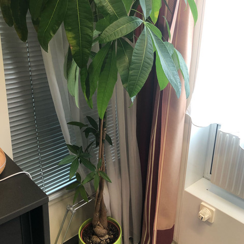 Untere Teil der Pflanze
Danke für die Hilfe  - (Pflanzen, Zimmerpflanzen, Büropflanze)