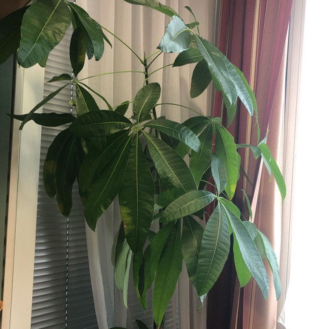 Obere Teil der Pflanze
Danke für die Hilfe  - (Pflanzen, Zimmerpflanzen, Büropflanze)