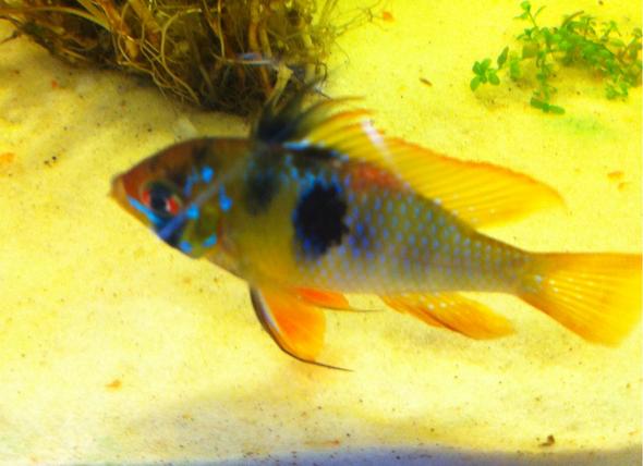 Was für eine Fischkrankheit hat dieser Mikrogeophagus ramirezi? (Fische