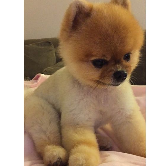 Was für eine Hunderasse könnte das auf dem Bild sein? (Hund)