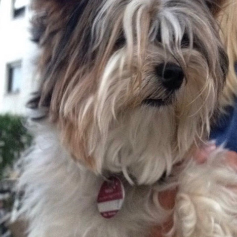 Welche Hunderasse ist das? - (Hund, Rasse)