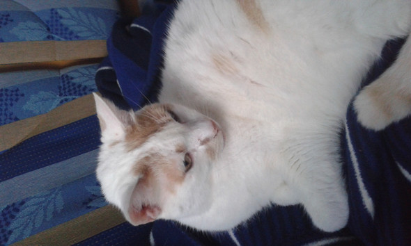 das ist er - (Katzen, Katzen Rasse)