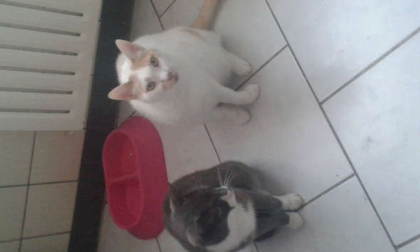 mein Kater - (Katzen, Katzen Rasse)