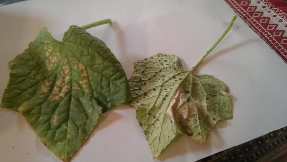 Entfernte Blätter - (Krankheit, Garten, Gemüse)