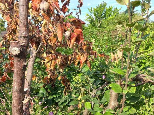 Was für eine Krankheit hat mein Quittenbaum?