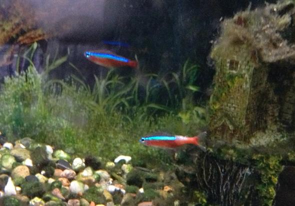 Bild2 - (Krankheit, Fische, Aquarium)