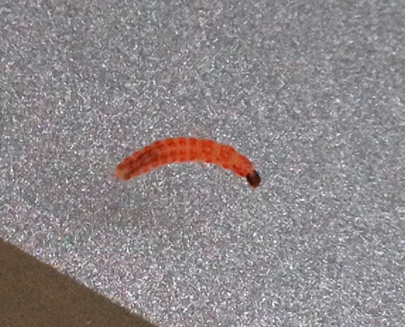 Maden Kuche Plotzlich Maden In Der Kuche