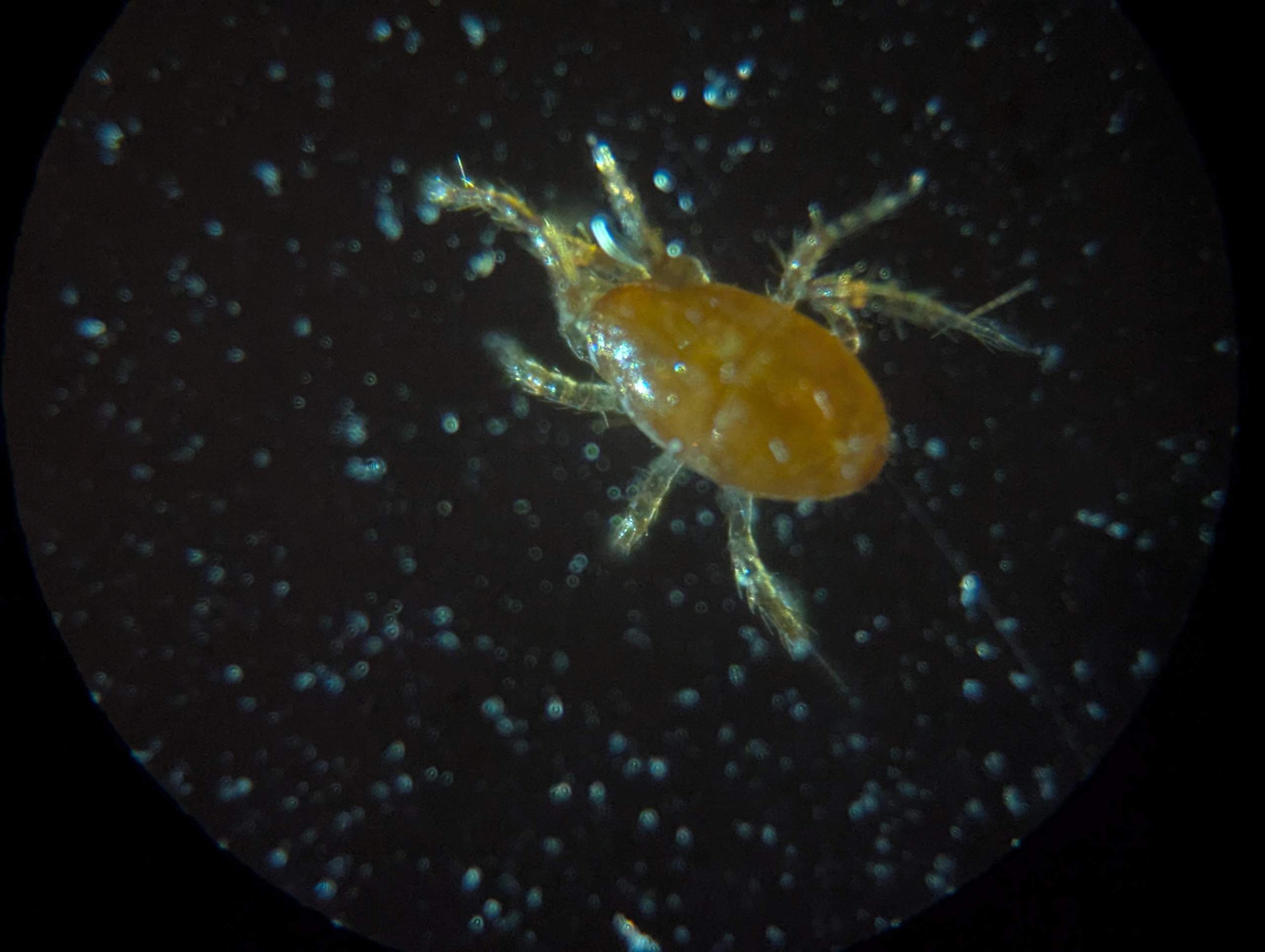 Was für eine Milbe ist das?? (Insekten, Schädlinge, Schädlingsbekämpfung)