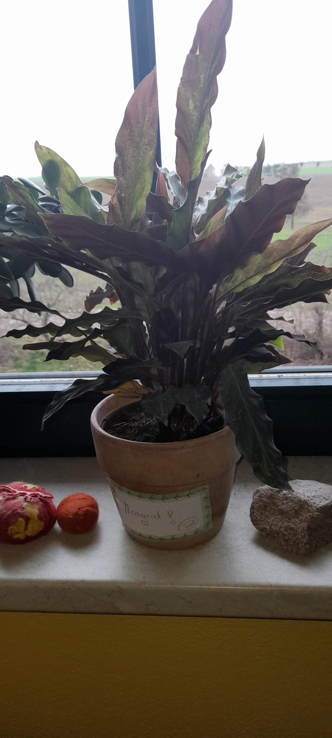 Was für eine Pflanze ist das? (Erde, Blumen, Pflanzenpflege)