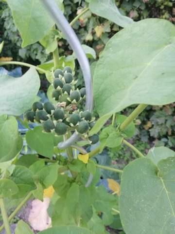 - (Pflanzen, Garten)