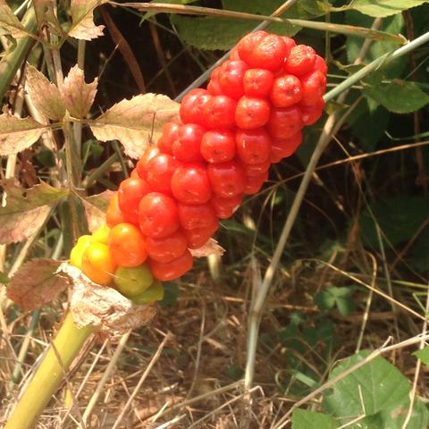 Vielleicht Knospen einer Blume? - (Pflanzen, Italien, Blumen)