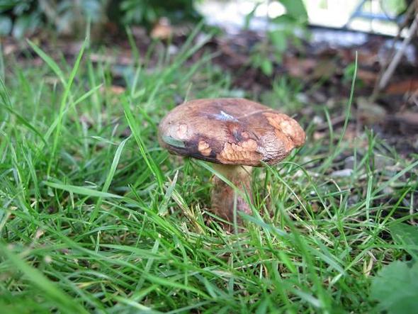 1 Pilz - (Garten, Pilze, Botanik)