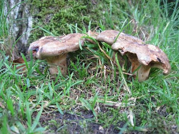 2 Pilze - (Garten, Pilze, Botanik)