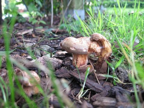 4 Pilze, oder so :-) - (Garten, Pilze, Botanik)