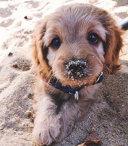 was fur eine rasse hat der hund