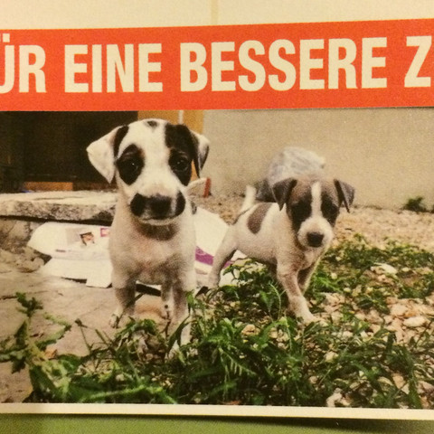 Hier ein Foto - (Hund, Haustiere, Welpen)