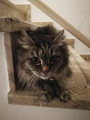 Zu Was Fur Einer Rasse Gehort Diese Katze Katzen Katzenrasse