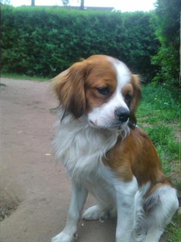 Rasse? - (Hund, welche rasse)
