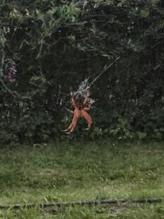 Spinne 2 - (Spinnen, arachnidae)
